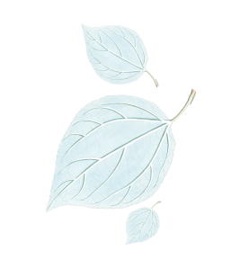 leaf