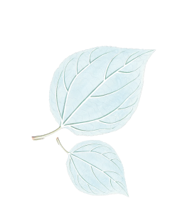 leaf